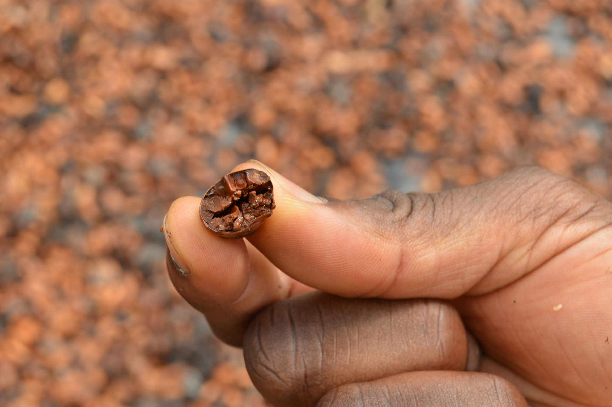 Dayog Kabore Cocoa Bean Shells